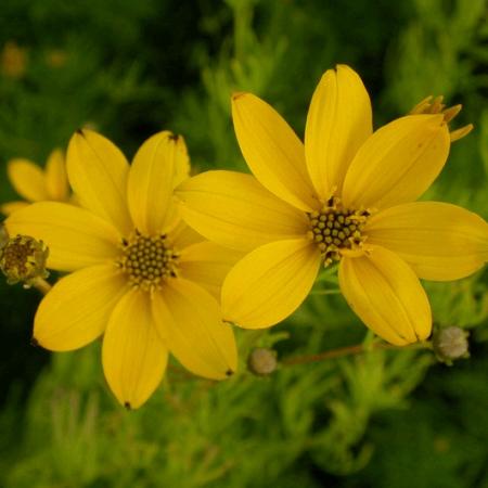 Coreopsis verticillata 'Grandiflora'