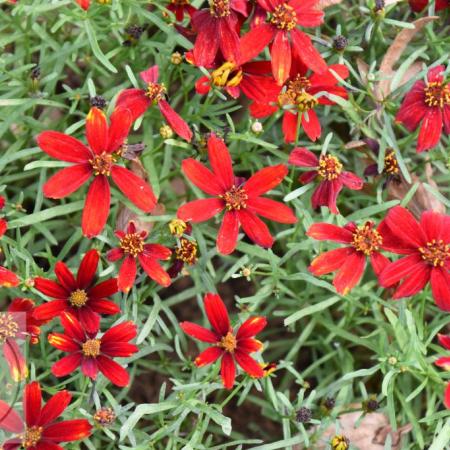 Coreopsis verticillata 'Ladybird'