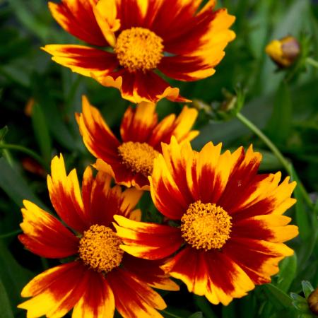 Coreopsis 'Li'l Bang Daybreak'