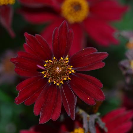 Coreopsis hybride 'Limerock Ruby'