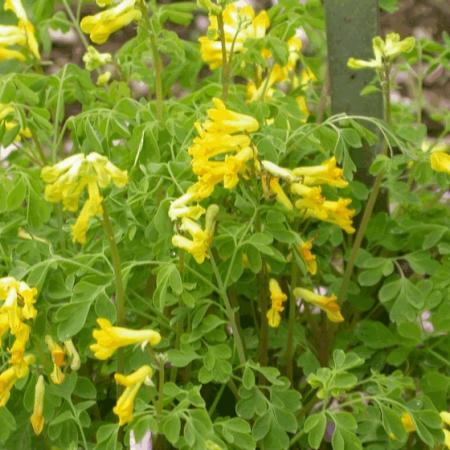 Corydalis lutea