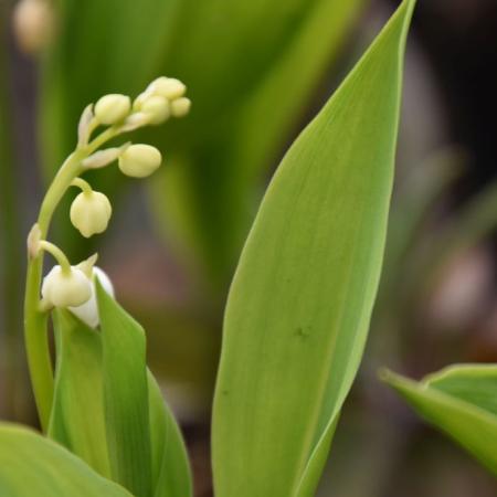 Convallaria majalis