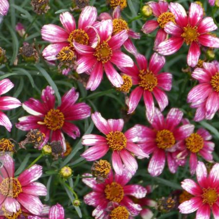 Coreopsis vert. 'Madras Magic'