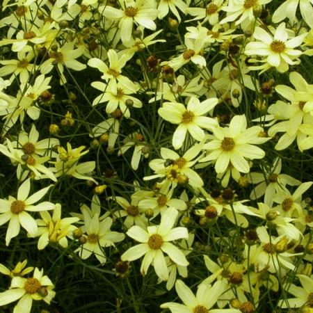 Coreopsis verticillata 'Moonbeam'