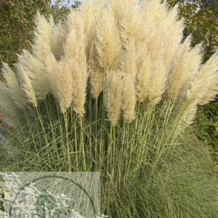 Cortaderia selloana 'Pumila'