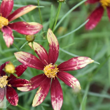 Coreopsis verticillata 'Route 66'