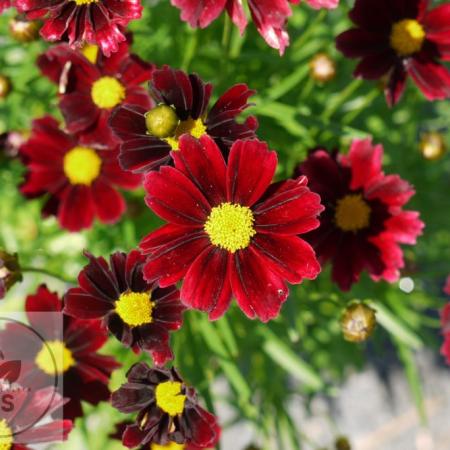 Coreopsis 'Li'l Bang Red Elf'