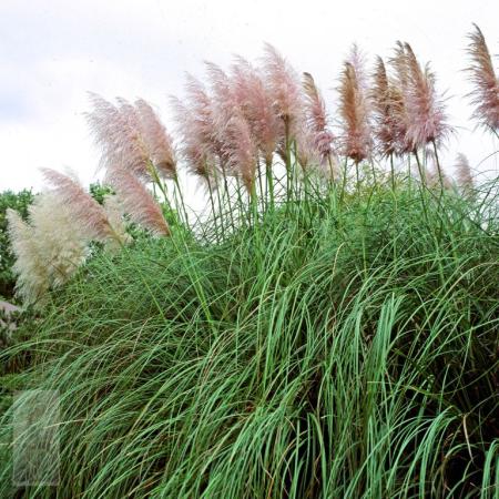 Cortaderia selloana 'Rosea'