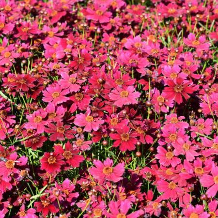 Coreopsis verticillata 'Ruby Red'