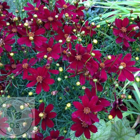 Coreopsis verticillata 'Red Satin'