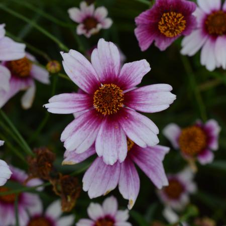 Coreopsis rosea 'Sweet Dreams'