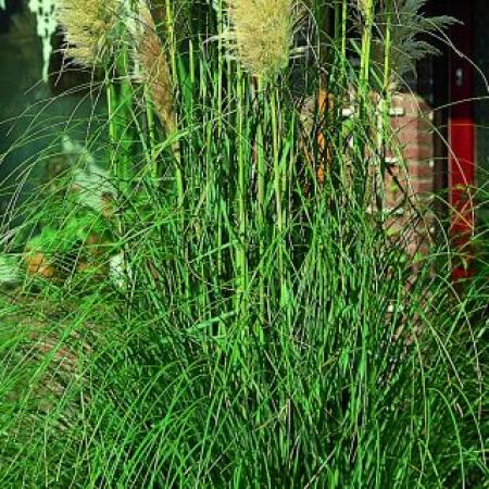 Cortaderia selloana