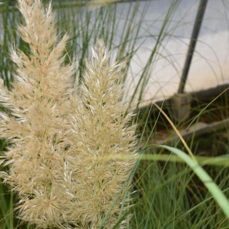 Cortaderia selloana 'Sunningdale Silver'