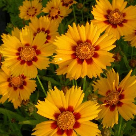 Coreopsis lanceolata 'Sterntaler'