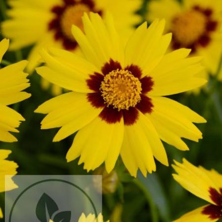 Coreopsis grand. 'Sunkiss'