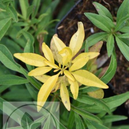 Coreopsis tripteris