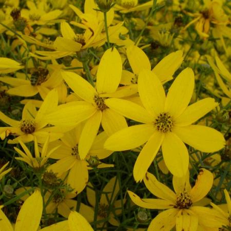 Coreopsis verticillata 'Zagreb'