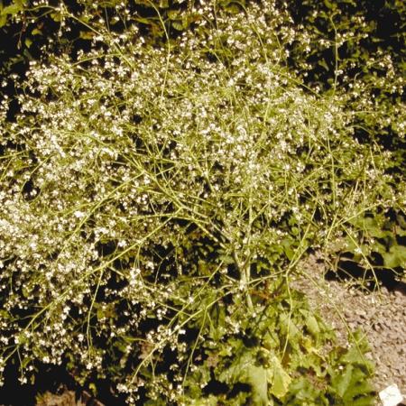 Crambe cordifolia