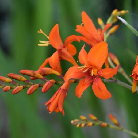 Crocosmia crocosmiiflora