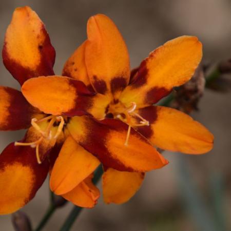 Crocosmia hybride 'Emily McKenzie'