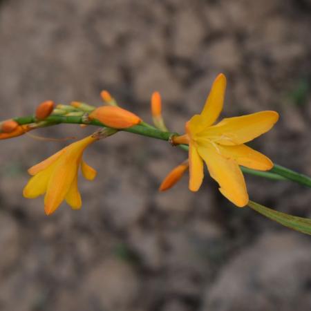 Crocosmia hybride 'George Davidson'