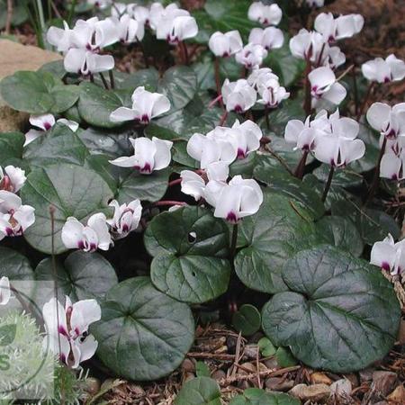 Cyclamen coum 'Alba'