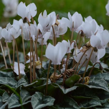 Cyclamen hederifolium 'Album'