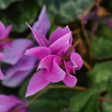 Cyclamen hederifolium (='Rosenteppich')