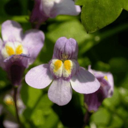 Cymbalaria muralis