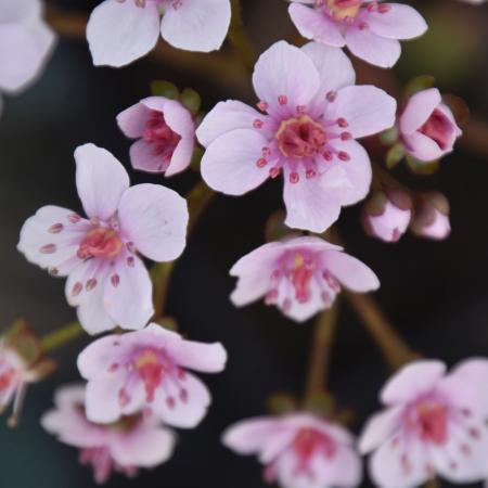 Darmera peltata