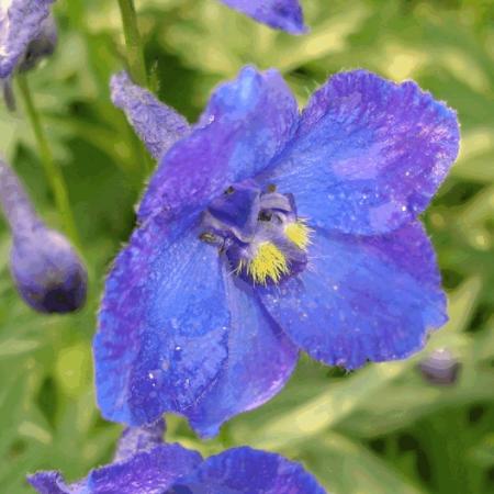 Delphinium belladonna 'Atlantis'