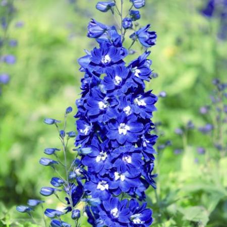 Delphinium pacific giant 'Blue Bird'