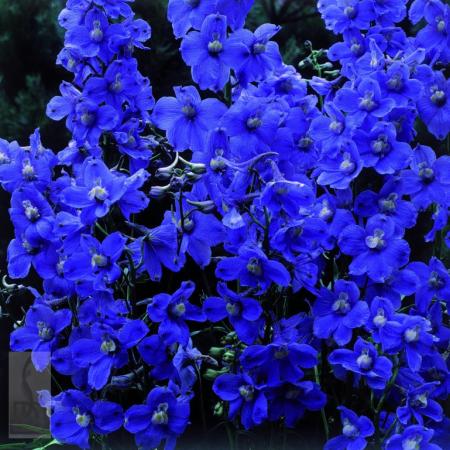 Delphinium belladonna 'Bellamosum'