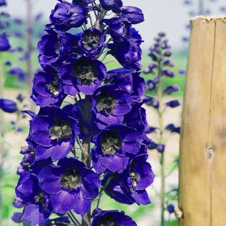 Delphinium pacific giant 'Black Knight'