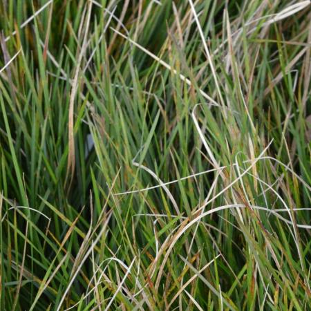 Deschampsia cespitosa 'Bronzeschleier'