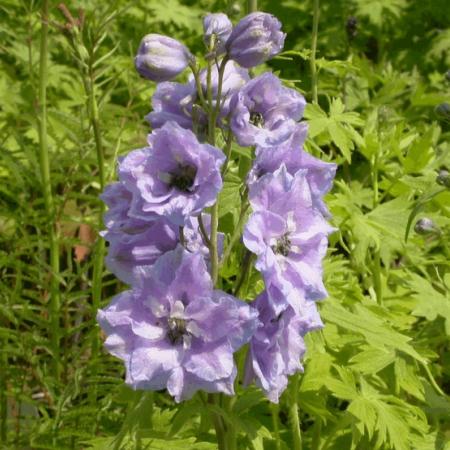 Delphinium pacific giant 'Cameliard'