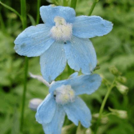 Delphinium belladonna 'Cliveden Beauty'