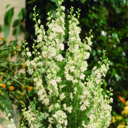 Delphinium belladonna 'Casa Blanca'