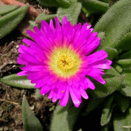 Delosperma cooperi