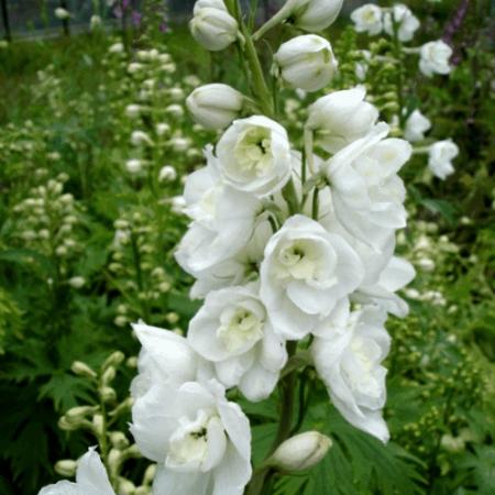 Delphinium pacific giant 'Galahad'