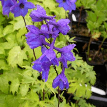 Delphinium grandiflorum 'Blue Butterfly'