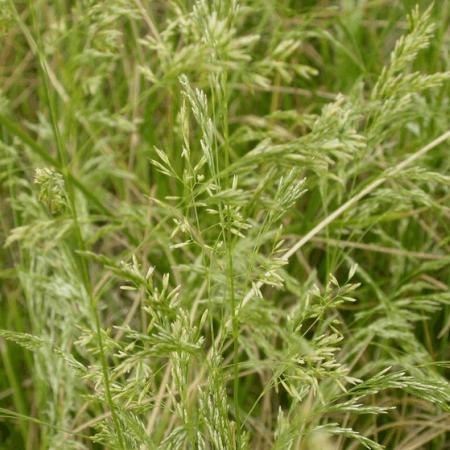 Deschampsia cespitosa 'Goldschleier'