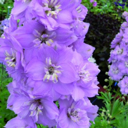 Delphinium pacific giant 'Guinevere'