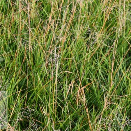 Deschampsia cespitosa 'Palava'