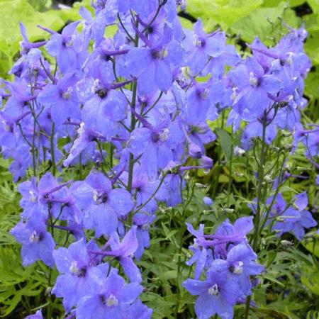 Delphinium belladonna 'Piccolo'