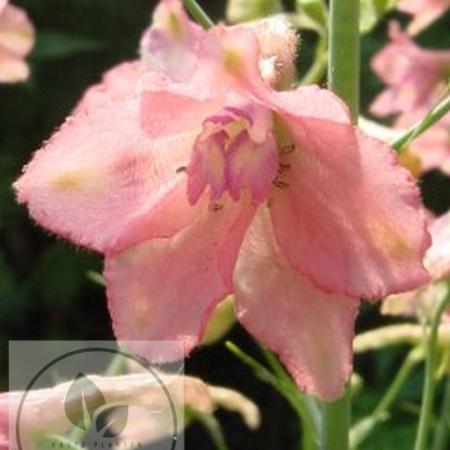 Delphinium ruysii 'Pink Sensation'