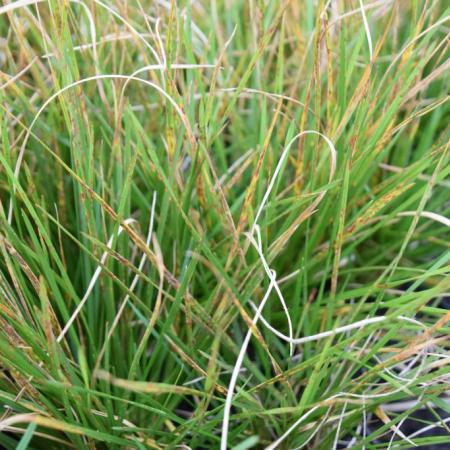 Deschampsia cespitosa 'Schottland'