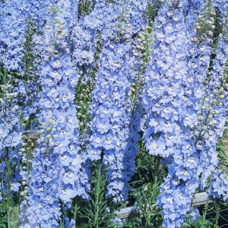 Delphinium pacific giant 'Summer Skies'