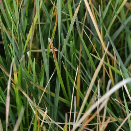 Deschampsia cespitosa 'Tardiflora'