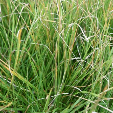 Deschampsia cespitosa 'Tautraeger'